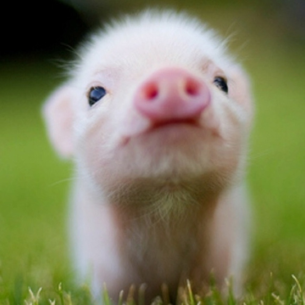 Meet your Posher, Gracie
